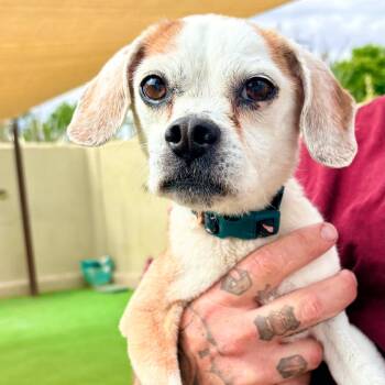 Gertie -  Mixed Breed Dog Available for Adoption in Las Cruces, New Mexico - Gertie | PetCurious