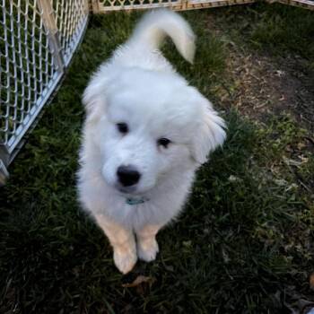 Great Pyrenees Dogs Available for Adoption in Overland Park, Kansas - Penny | PetCurious