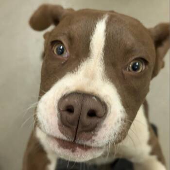 Tafia -  Mixed Breed Dog for Adoption in Lynchburg, Virginia - Tafia | PetCurious