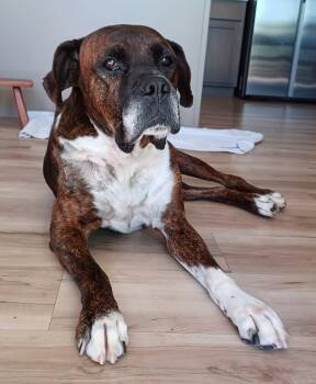 Harley -  Boxer Dog for Adoption in Columbia, Missouri - Harley | PetCurious