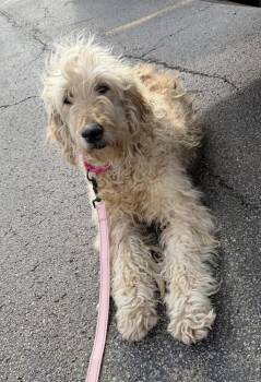 Goldendoodle Dogs Available for Adoption in Cheektowaga, New York - Haley | PetCurious