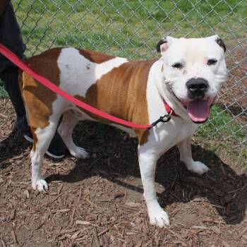 Clyde Barrow -  Pit Bull Terrier and Mixed Breed Dog Available for Adoption in Champaign, Illinois - Clyde Barrow | PetCurious