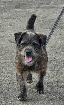 Rescue Terrier Dogs for Adoption in Puyallup, Washington - Toby | PetCurious