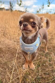 Ruby -  Chihuahua Dog for Adoption in Pinetop-lakeside, Arizona - Ruby | PetCurious