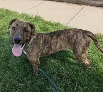 MACK HOLLINS -  Pit Bull Terrier Dog for Adoption in San Jose, California - MACK HOLLINS | PetCurious