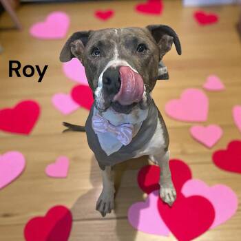 Rescue Pit Bull Terrier Dogs for Adoption in Lucas, Texas - Roy | PetCurious