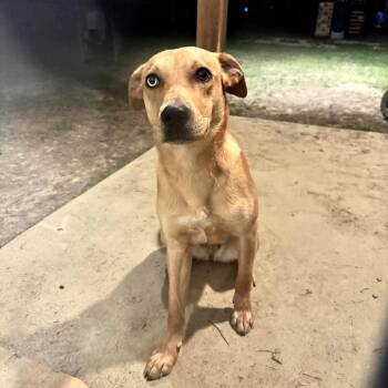 Labrador Retriever and Catahoula Leopard Dog Dogs Available for Adoption in New Orleans, Louisiana - Nala Banks | PetCurious