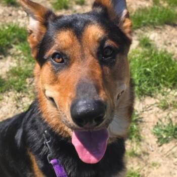 German Shepherd Dog Dogs Available for Adoption - Odin | PetCurious