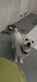 JACK -  Bichon Frise Dog for Adoption in Newaygo, Michigan - JACK | PetCurious