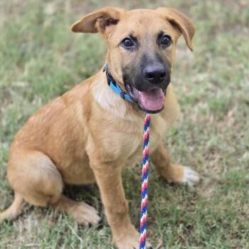 Berry -  Retriever and Labrador Retriever Dog for Adoption in Mansfield, Texas - Berry | PetCurious