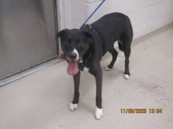 Rescue Labrador Retriever Dogs for Adoption in Marietta, Georgia - (808) | PetCurious