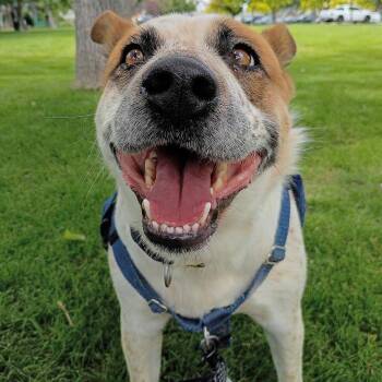 Molly -  Cattle Dog and Mixed Breed Dog for Adoption in Murray, Utah - Molly | PetCurious