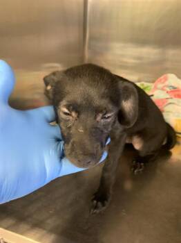 ARCHIE -  Chihuahua and Mixed Breed Dog for Adoption in Grand Prairie, Texas - ARCHIE | PetCurious