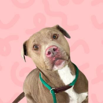 Pit Bull Terrier Dogs Available for Adoption - Maggie | PetCurious