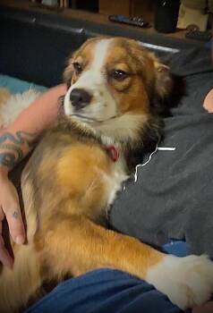 Gidget -  Australian Shepherd and Border Collie Dog for Adoption in Nashville, Tennessee - Gidget | PetCurious