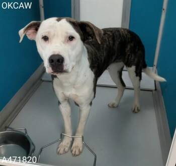 Pit Bull Terrier and Mixed Breed Dogs Available for Adoption - THOMAS | PetCurious