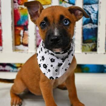 Lady -  Black Mouth Cur and Husky Dog for Adoption in Beaumont, Texas - Lady | PetCurious