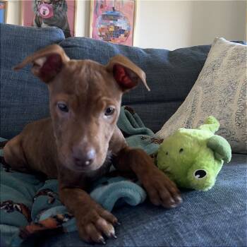 Rescue Mixed Breed Dogs for Adoption in Auburn, Alabama - Nutterbutter | PetCurious