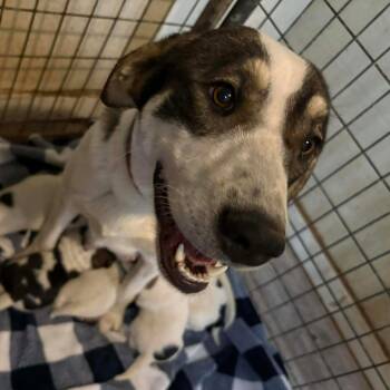 Ellen -  Black Mouth Cur Dog for Adoption in Laurel, Mississippi - Ellen | PetCurious