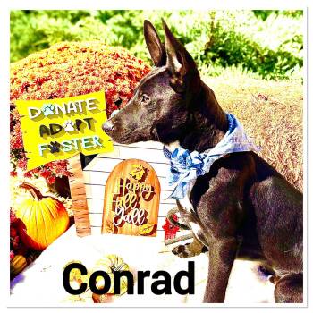 Rescue Terrier Dogs for Adoption in Bolivar, Tennessee - Conrad #25194 | PetCurious