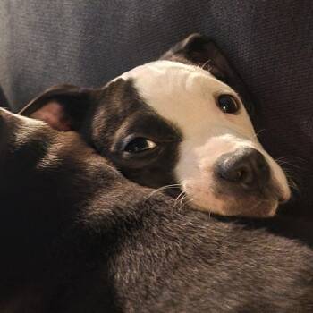 Ollie -  Mixed Breed Dog for Adoption in Cincinnati, Ohio - Ollie | PetCurious
