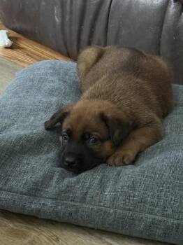 Mork -  Mixed Breed Dog for Adoption - Mork | PetCurious