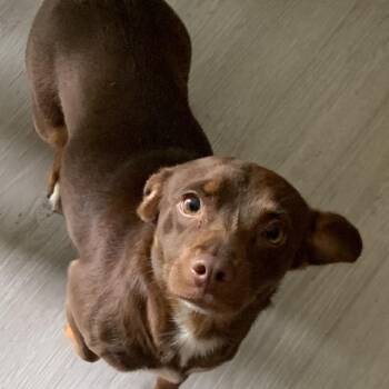 Dachshund and Mixed Breed Dogs Available for Adoption in Portage, Michigan - Ginger | PetCurious