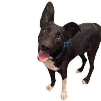 Tanner -  Border Collie Dog for Adoption in Red Bluff, California - Tanner | PetCurious