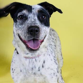 Chata -  Mixed Breed Dog for Adoption in Portland, Oregon - Chata | PetCurious
