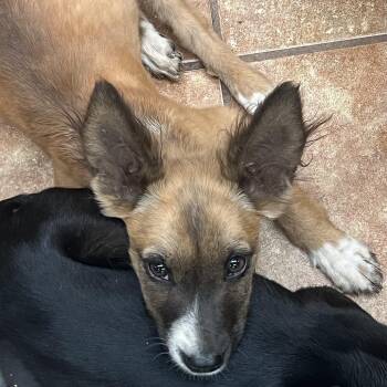 FWT Teddy Bear -  Australian Cattle Dog Blue Heeler and Pit Bull Terrier Dog for Adoption in Midland, Texas - FWT Teddy Bear | PetCurious