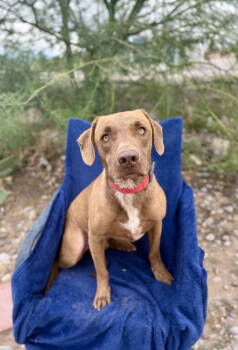 Rescue Labrador Retriever Dogs for Adoption in New Castle, Delaware - Albert | PetCurious