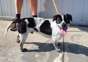 Rescue Australian Cattle Dog Blue Heeler and Mixed Breed Dogs for Adoption in Louisville, Kentucky - LINKIN BARK | PetCurious