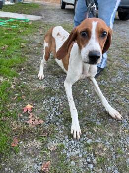 Rescue Terrier Dogs for Adoption in Winnsboro, South Carolina - River | PetCurious