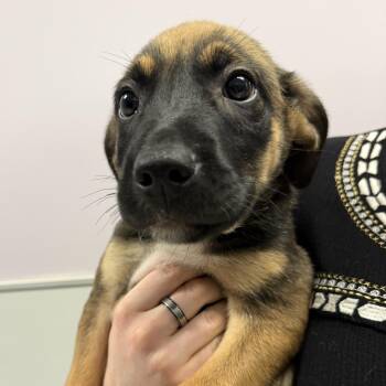 Woody -  Mixed Breed Dog for Adoption in Cooperstown, New York - Woody | PetCurious