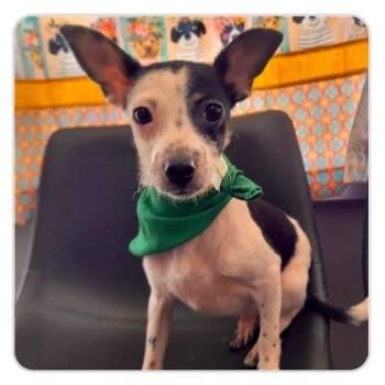 Cal -  Chihuahua Dog for Adoption in Groveland, Massachusetts - Cal | PetCurious