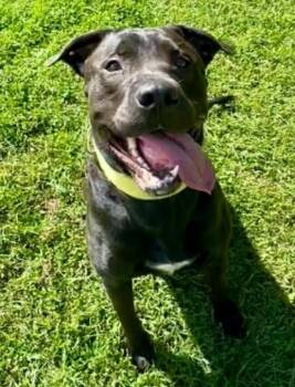 Dora (4 Years Old) -  Pit Bull Terrier Dog for Adoption in Albany, New York - Dora (4 Years Old) | PetCurious