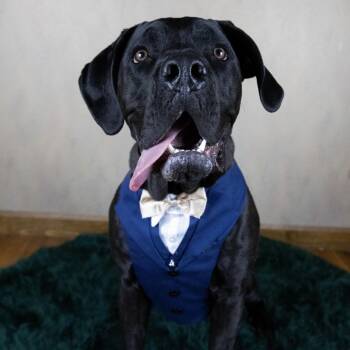 Marco -  Cane Corso Dog for Adoption in Cleveland, Ohio - Marco | PetCurious