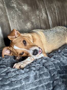 Simone -  Australian Cattle Dog Blue Heeler and Terrier Dog for Adoption in Oswego, Illinois - Simone | PetCurious