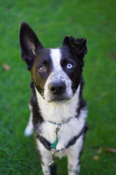 Brailard -  Border Collie Dog for Adoption in Vancouver, Washington - Brailard | PetCurious