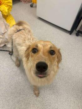 Australian Shepherd and Golden Retriever Dogs Available for Adoption in Phoenix, Arizona - Lollapalooza | PetCurious