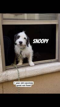 Terrier Dogs Available for Adoption in Durango, Colorado - Snoopy | PetCurious