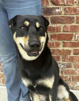 Rescue Shepherd Dogs for Adoption in Southaven, Mississippi - BON JOVI | PetCurious