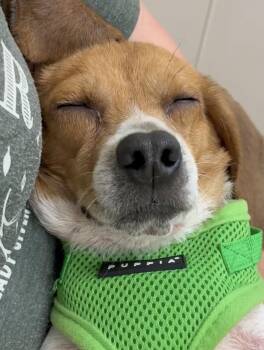 Freddie Hart -  Beagle and Mixed Breed Dog for Adoption in Heathsville, Virginia - Freddie Hart | PetCurious
