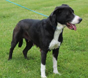 Leia (11960) -  Pit Bull Terrier Dog for Adoption in Heath, Ohio - Leia (11960) | PetCurious