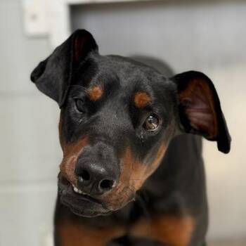 Laufey -  Doberman Pinscher Dog for Adoption in Sacramento, California - Laufey | PetCurious