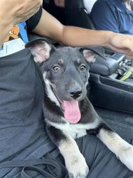 REEDS -  German Shepherd Dog Dog for Adoption in San Antonio, Texas - REEDS | PetCurious
