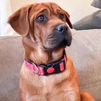 Shar Pei and Cocker Spaniel Dogs Available for Adoption - Hula Hippo | PetCurious