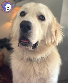 Handsome -  Great Pyrenees Dog for Adoption in Spring, Texas - Handsome | PetCurious