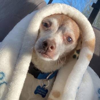 Chihuahua and Miniature Poodle Dogs Available for Adoption - Max (Maximus) | PetCurious