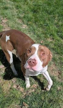 Pit Bull Terrier Dogs Available for Adoption - Snickers | PetCurious